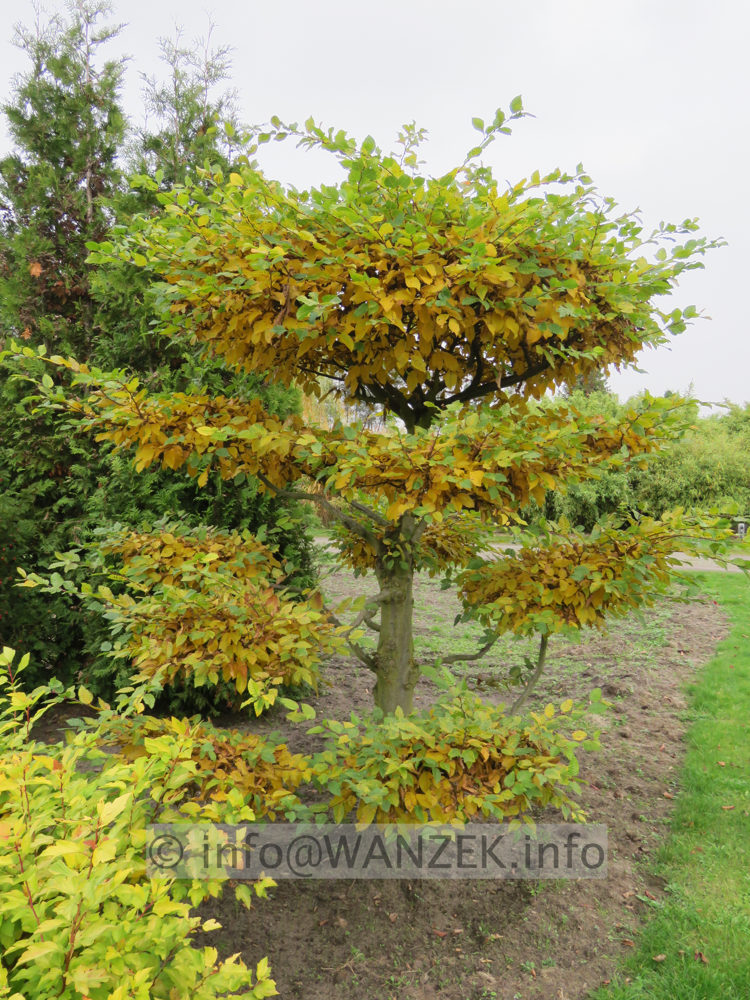 Carpinus betulus - Bonsai 02.JPG